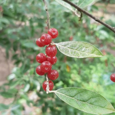 Olijfwilg, Elaeagnus umb. 'Ruby' Jonge planten in p9pot