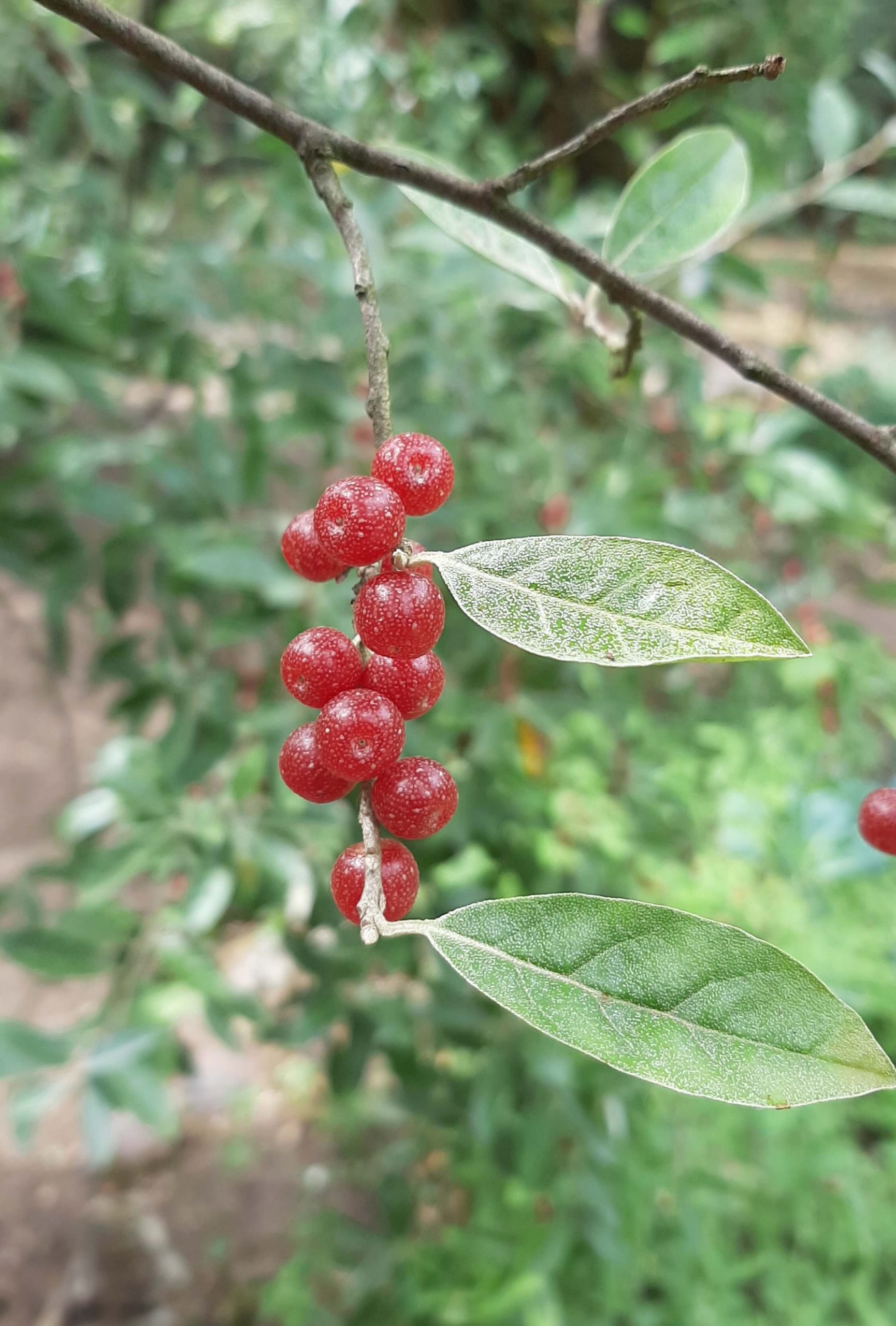Olijfwilg, Elaeagnus umb. 'Ruby' Jonge planten in p9pot