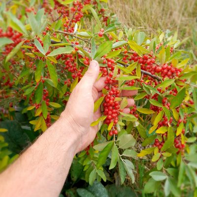 HerfstOlijfwilg, Elaeagnus umb. 'Brilliant Rose' Zeer goed ras! in p9pot