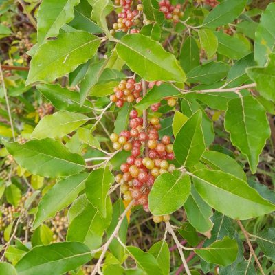 Olijfwilg, Elaeagnus umb. 'Serinus' In P9pot