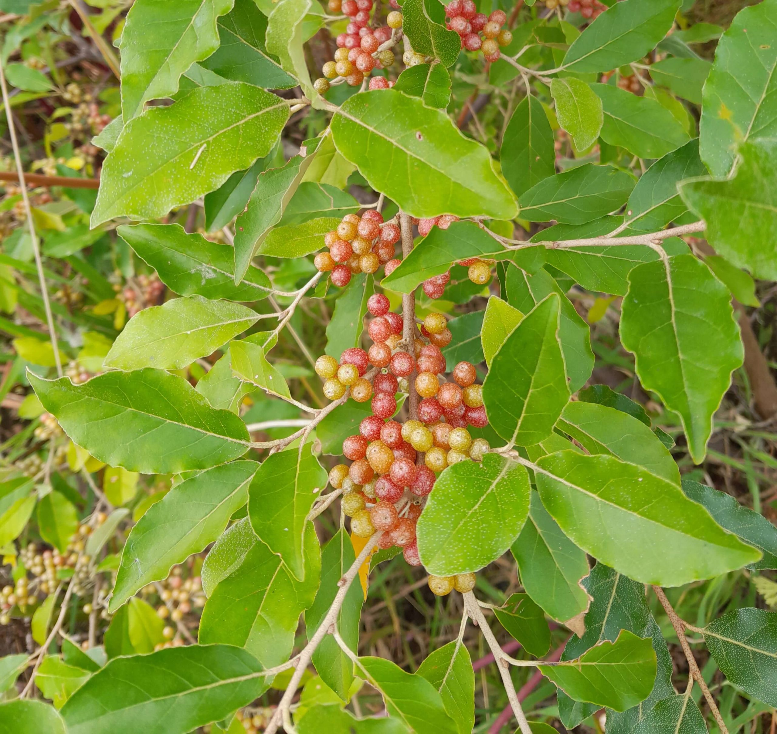 Olijfwilg, Elaeagnus umb. 'Serinus' In P9pot