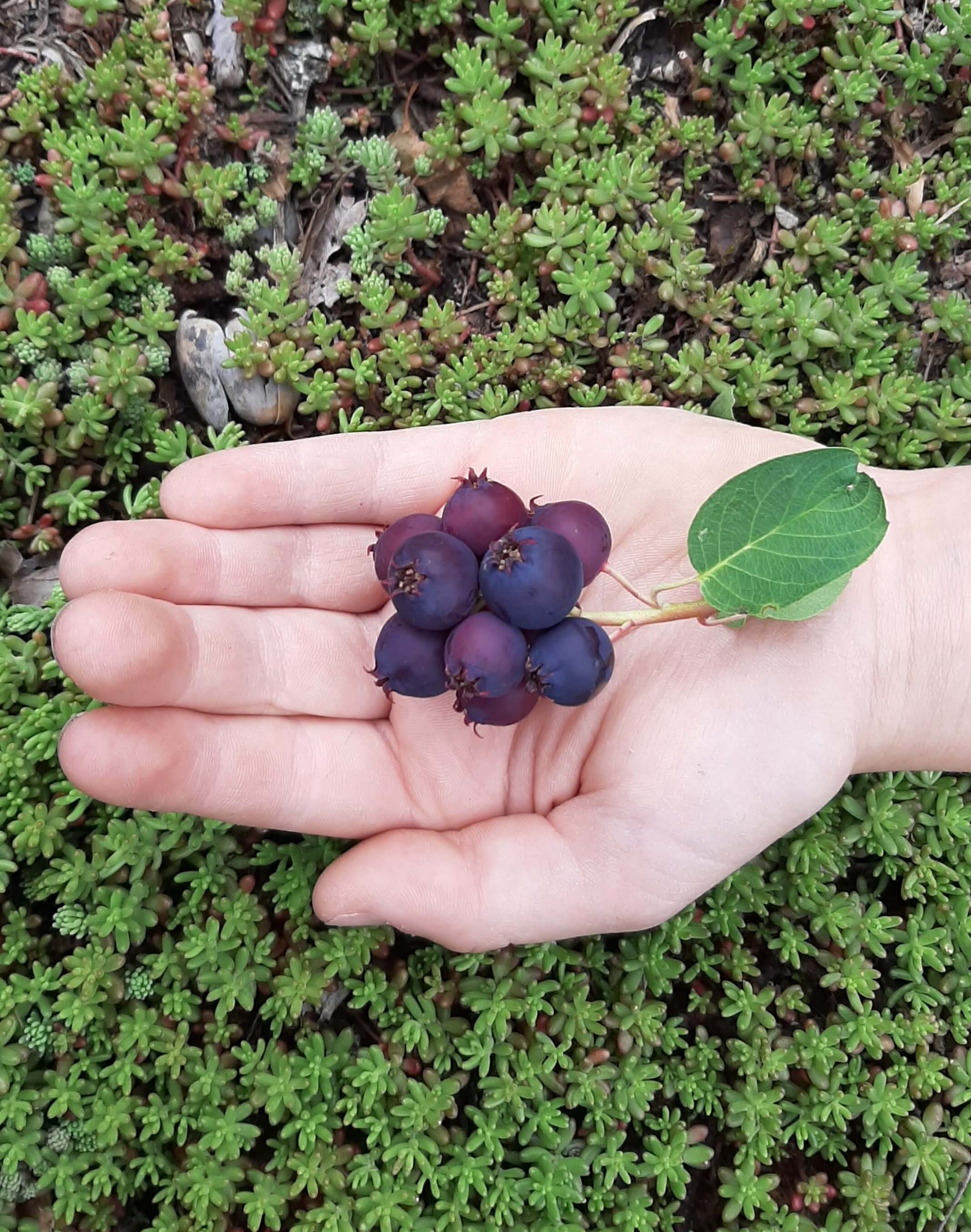 Grootvruchtige krent, Amelanchier 'Martin' De lekkerste! Stevige spillen 2Lpot 80/120cm