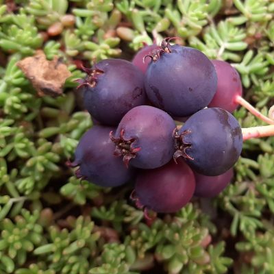 Grootvruchtige krent Amelanchier alnifolia Thiessen, Saskatoon(jonge planten in 1,6Lpot)