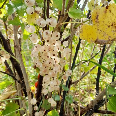 Witte trosbes, Ribes 'Witte Parel' ( met granaatappel smaak!!)mooie vertakte Planten in 1Lpot( soms al met bloei)