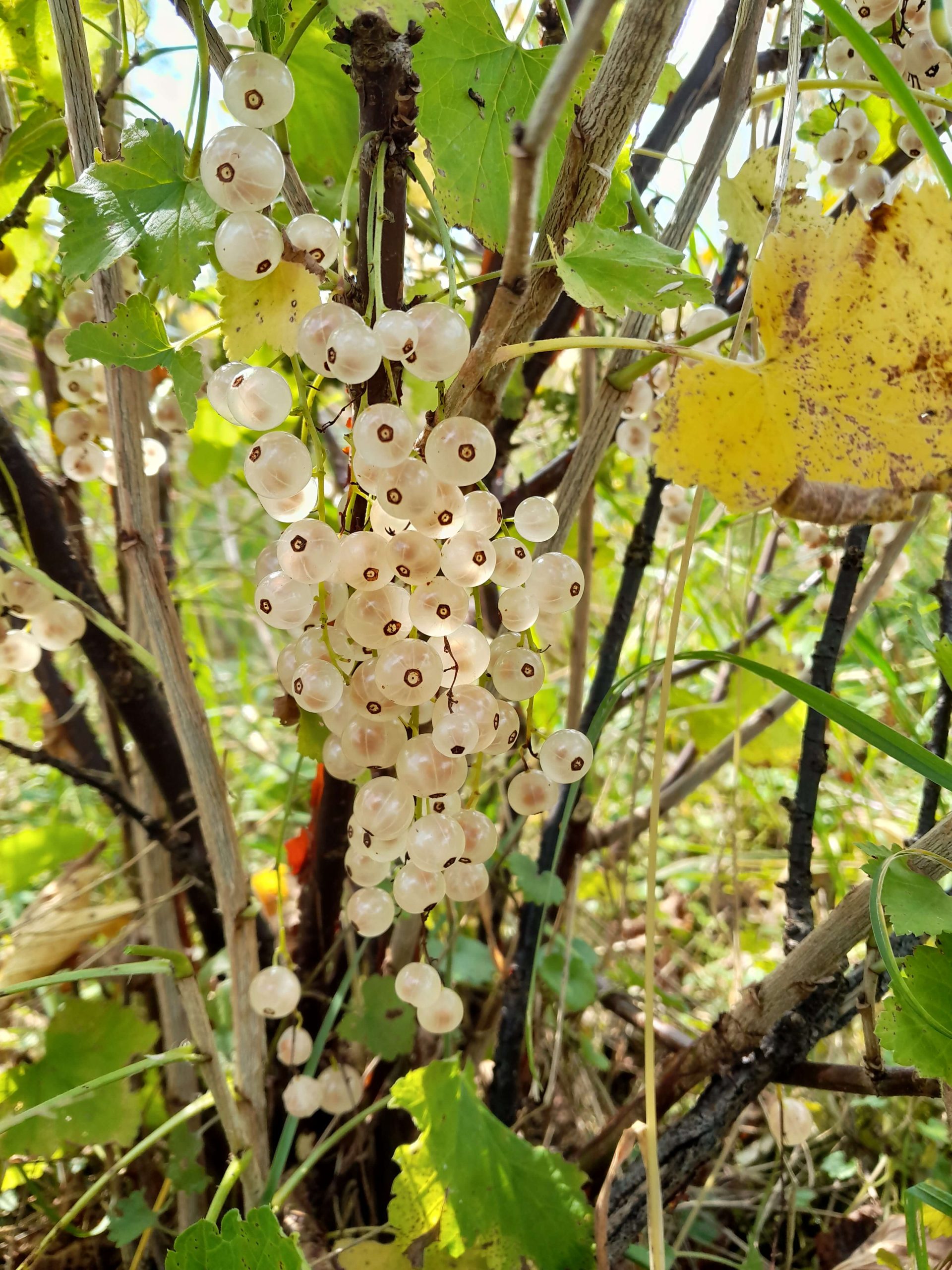 Witte trosbes, Ribes 'Witte Parel' ( met granaatappel smaak!!)mooie vertakte Planten in 1Lpot( soms al met bloei)
