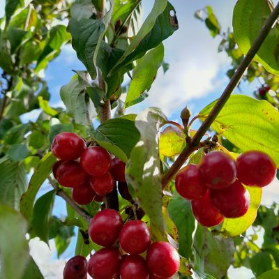 Grootvruchtige kornoeljekers, Cornus mas 'Korallowyj Marka' Mooie planten in 2Lpot 100cm+