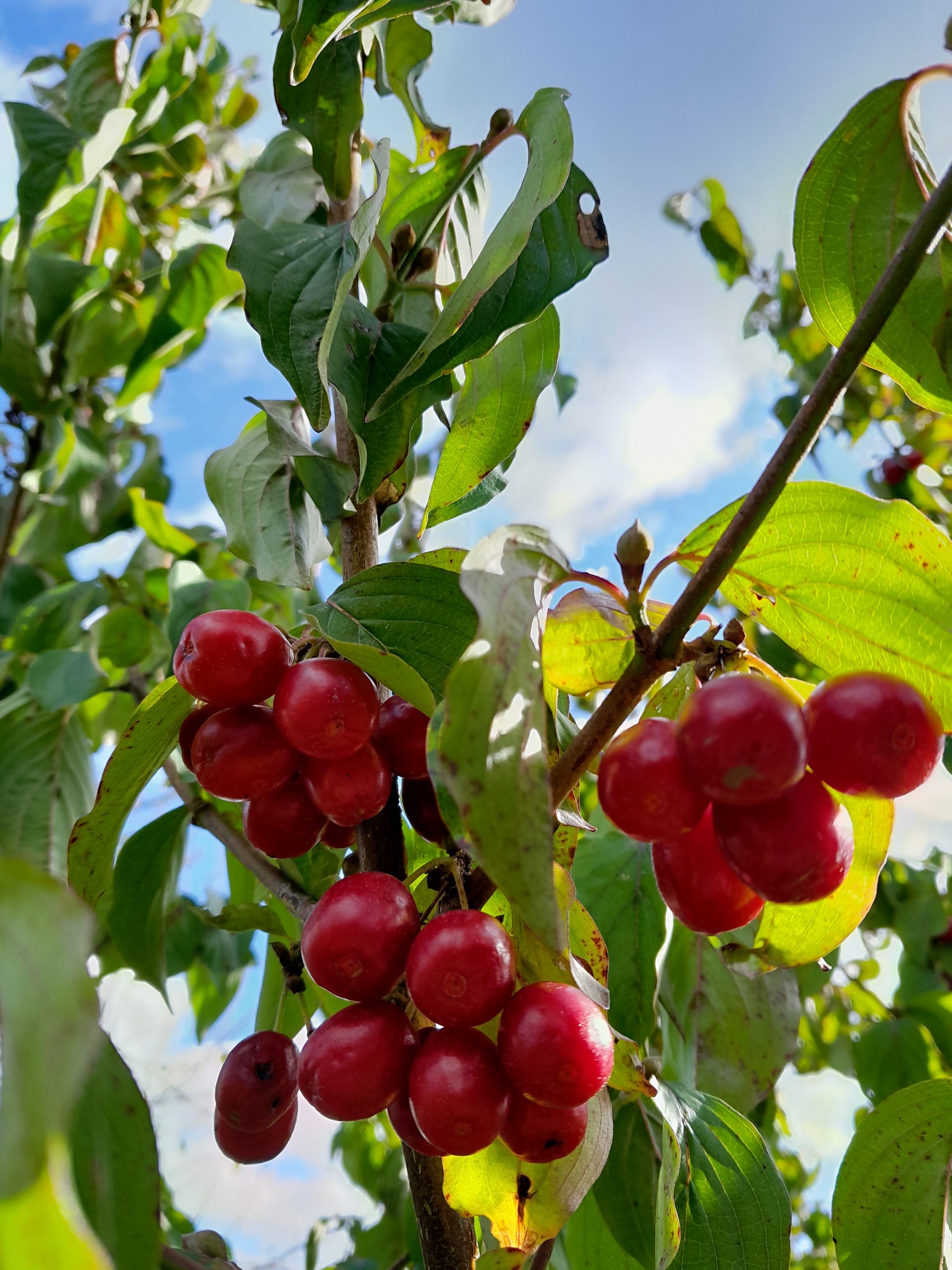 Grootvruchtige kornoeljekers, Cornus mas 'Korallowyj Marka' Mooie planten in 2Lpot 100cm+