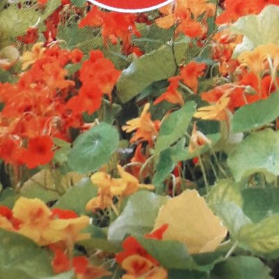 Oost-Indische kers