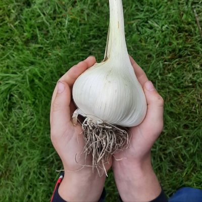 Olifanten knoflook, Allium ampeloprasum var. 'Ampeloprasum'( wortelende teen in p9pot)