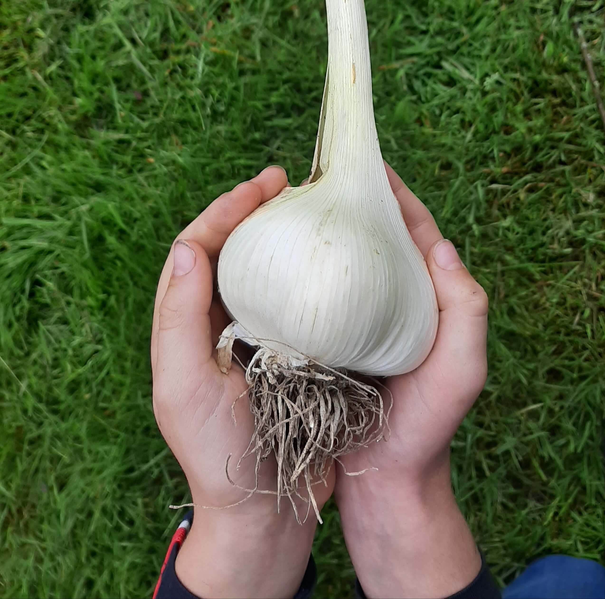 Olifanten knoflook, Allium ampeloprasum var. 'Ampeloprasum'( wortelende teen in p9pot)