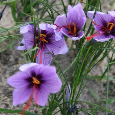 Saffraankrokus Crocua sativus Maat 10/11 goede kwaliteit bol met veel kans op goede bloei in sept /okt!
