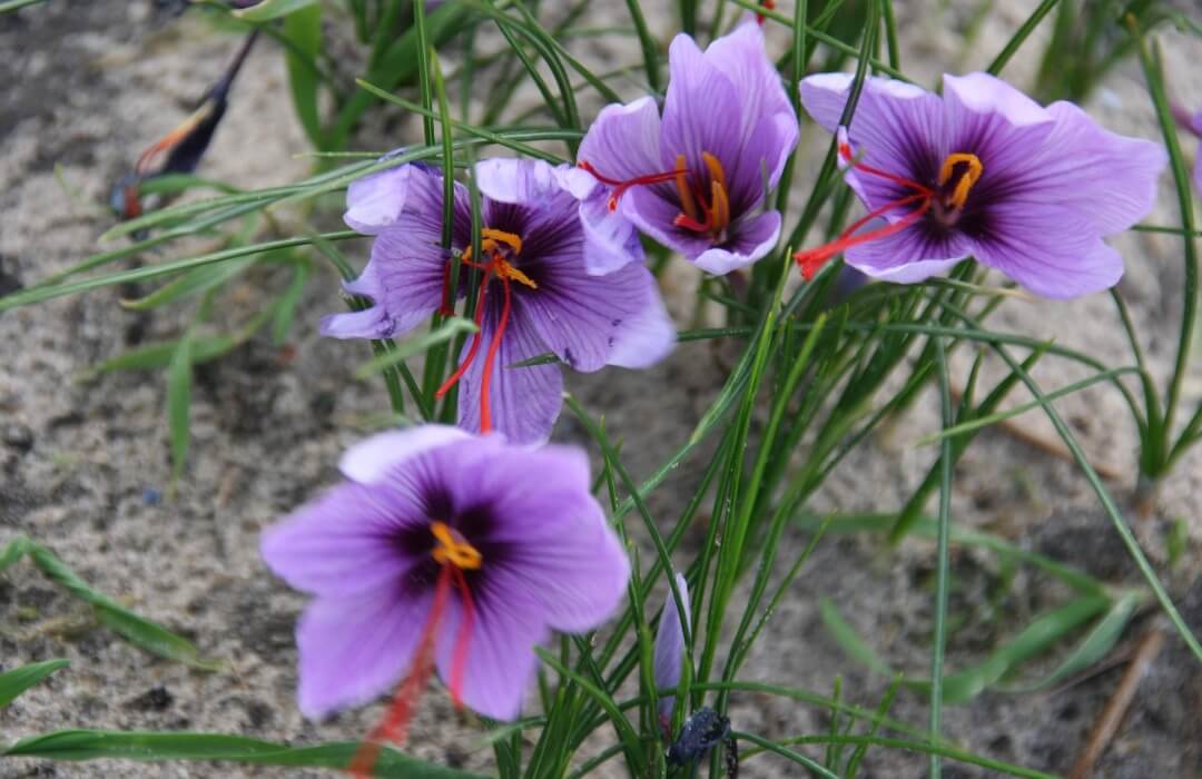 Saffraankrokus Crocua sativus Maat 10/11 goede kwaliteit bol met veel kans op goede bloei in sept /okt!