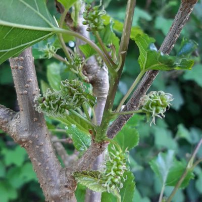 Moerbei, Morus illinois 'Everbearing' Meest vorst en slakkenresistent