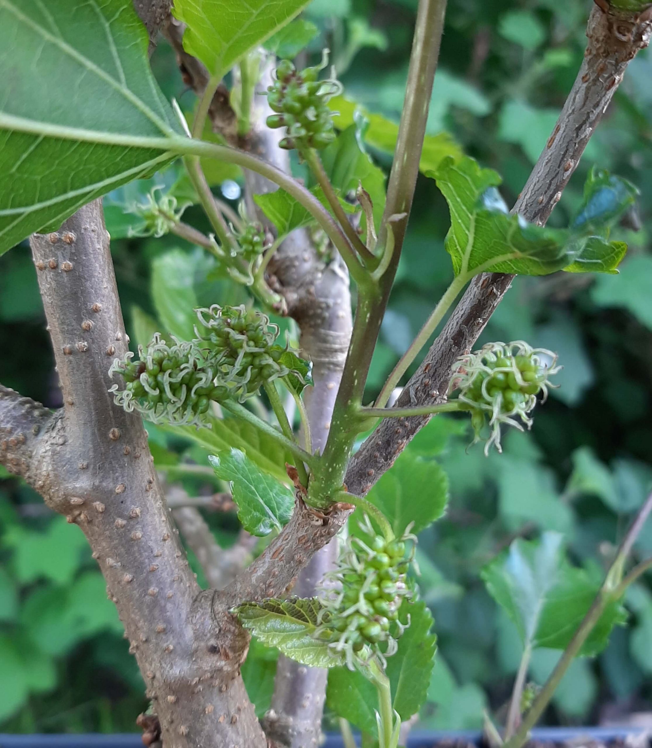 Moerbei, Morus illinois 'Everbearing' Meest vorst en slakkenresistent
