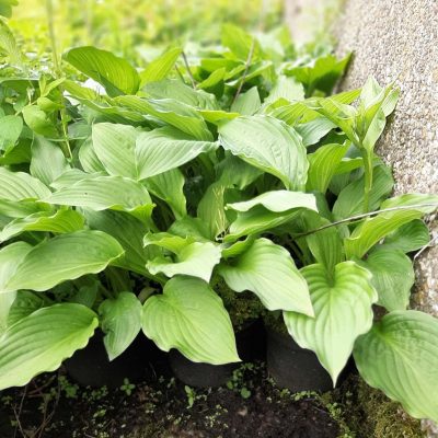 Hartlelie, Hosta sieboldiana in p9