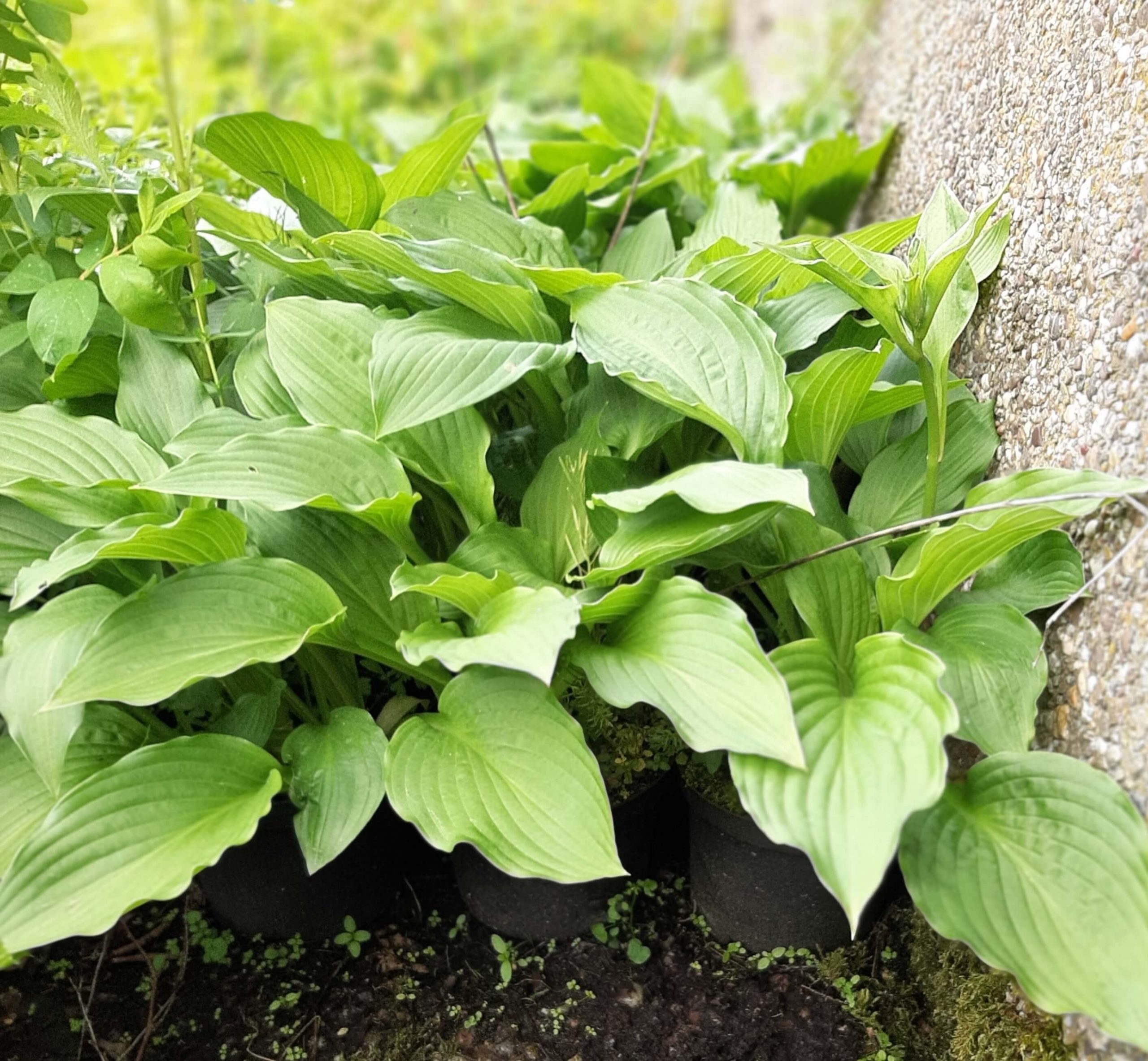 Hartlelie, Hosta sieboldiana in p9