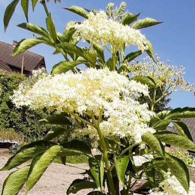 Groen/witVruchtige Vlier, Sambucus Nigra 'Viridis' ( Planten in 2Lpot)