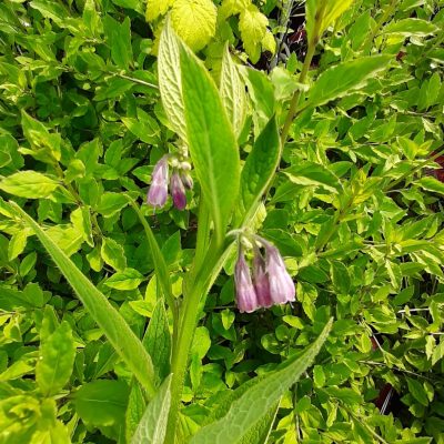 Russische smeerwortel, Symphytum × uplandicum 'Bocking 14' ( jonge planten in p9pot, soms niet helemaal doorworteld)