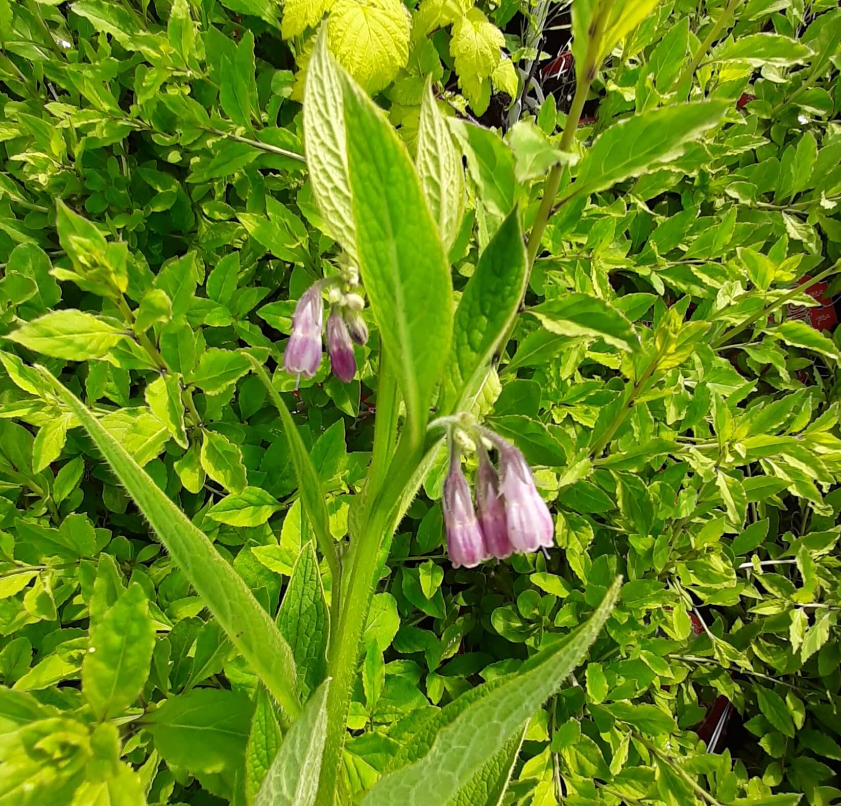 Russische smeerwortel, Symphytum × uplandicum 'Bocking 14' ( jonge planten in p9pot, soms niet helemaal doorworteld)