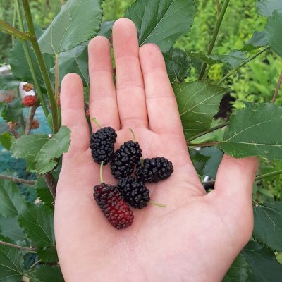 Zwarte grootvruchtige Moerbei, Morus a X r 'Italian' Super goed ras (spil in 3 pot met soms al bloei)