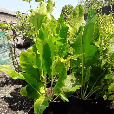 Mierikswortel plant, Armoracia rusticana (Plant in p9pot)