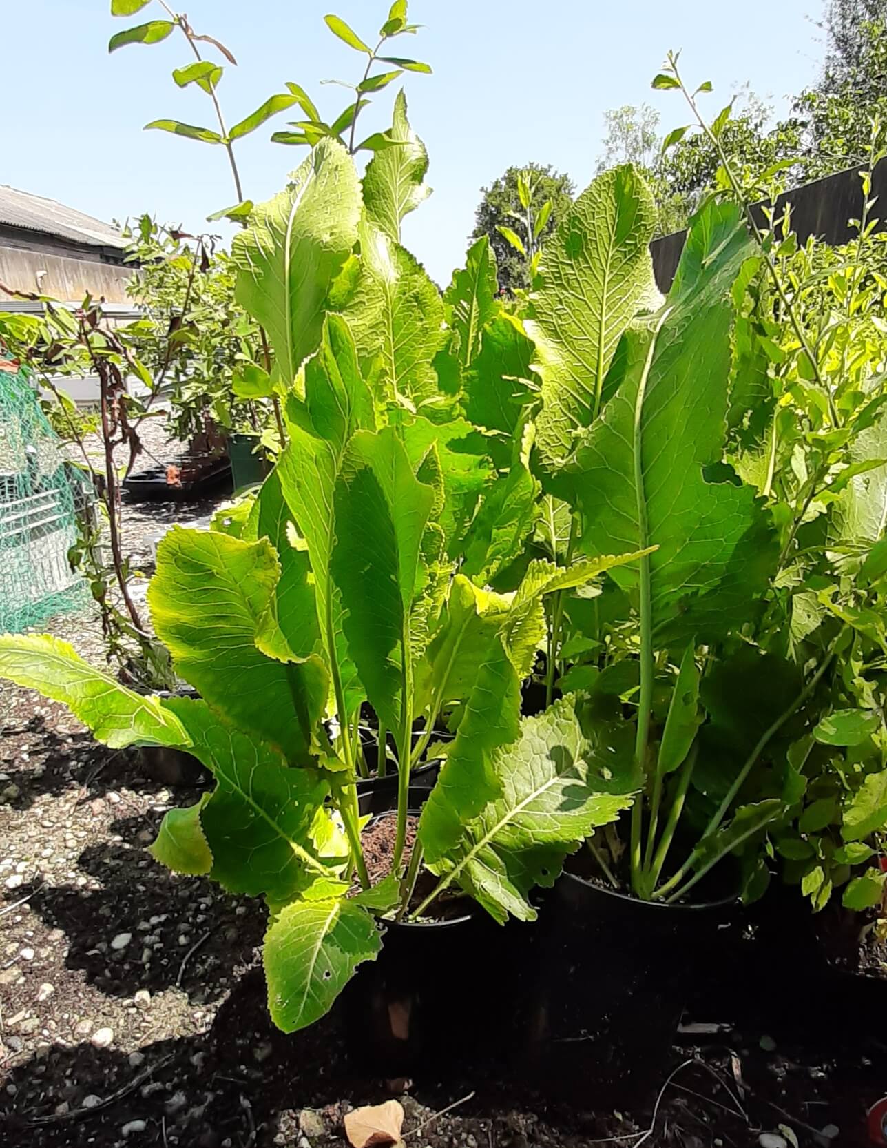Mierikswortel plant, Armoracia rusticana (Plant in p9pot)