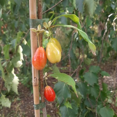 Grootvruchtige kornoelje, Cornus mas 'Dublany' Spillen in 2Lpot
