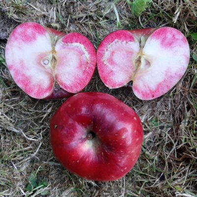 Roodvlezige appel, Malus 'Dries'(spil 3L pot )