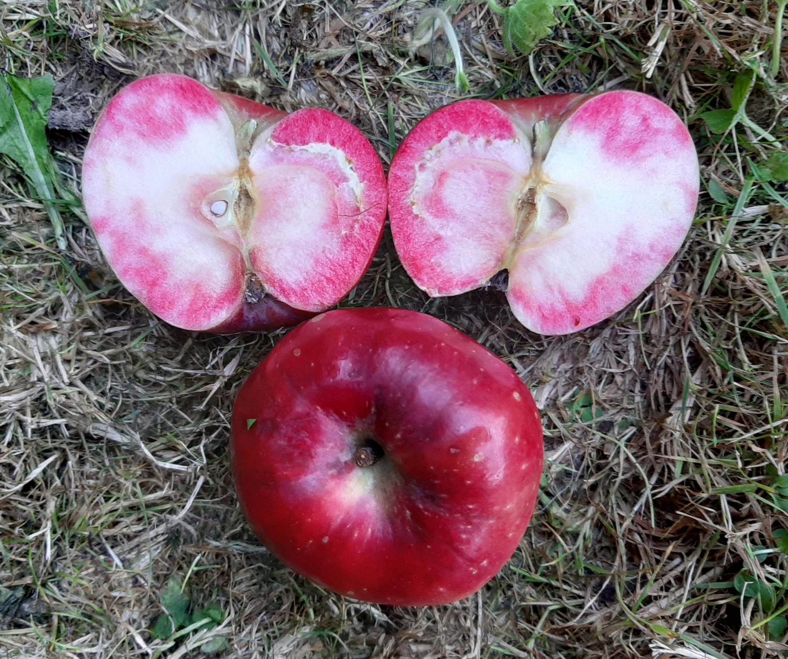 Roodvlezige appel, Malus 'Dries'(spil 3L pot )