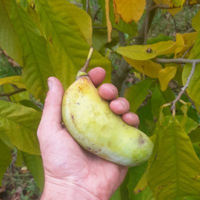 Pawpaw, Asimina 'rebecca's gold' Mooi oud ras! ( 80/100 cm
