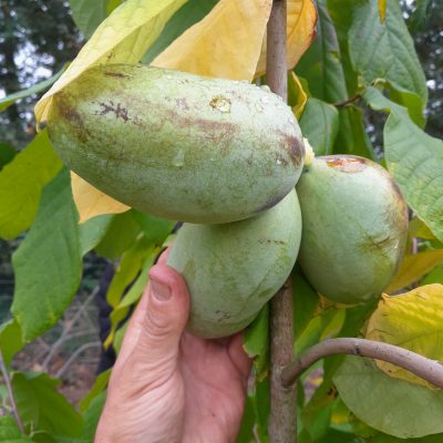 Pawpaw Asimina triloba Susquehanna® Peterson Pawpaws®80/100cm Spil 5Lpot