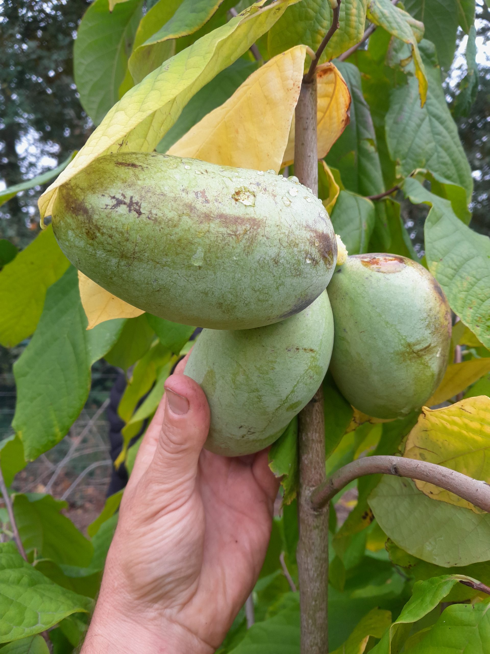 Pawpaw Asimina triloba Susquehanna® Peterson Pawpaws®80/100cm Spil 5Lpot