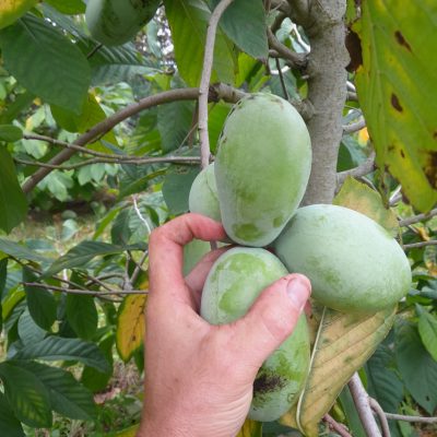 Pawpaw Asimina triloba 'Maria's Joy ™' 100cm in 5Lpot