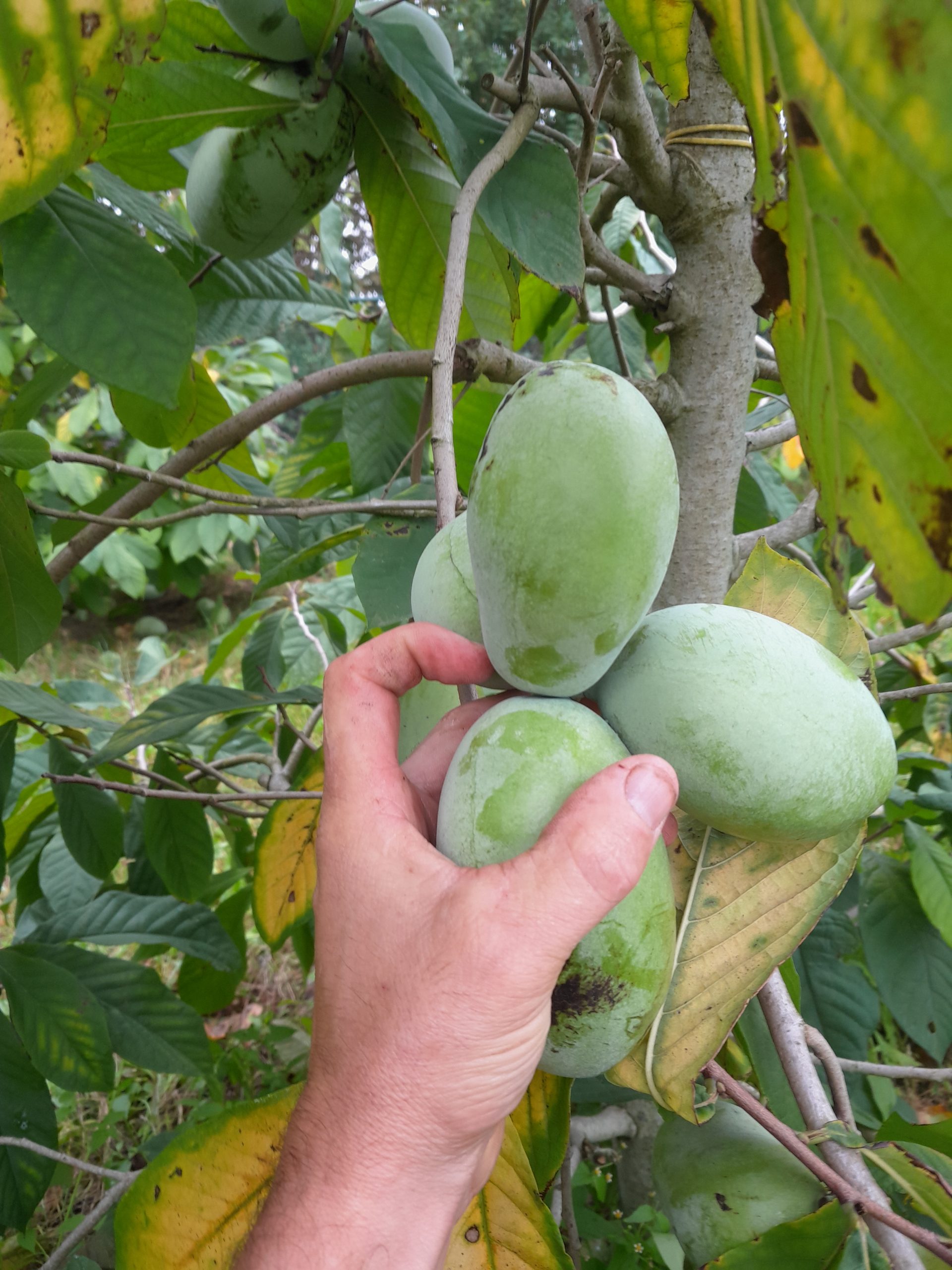 Pawpaw Asimina triloba 'Maria's Joy ™' 100cm in 5Lpot