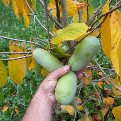 Pawpaw Asimina triloba 'Halvin ( zeer vroeg rijpend en grote smaakfavoriet in Amerika) 100 cm in 5Lpot