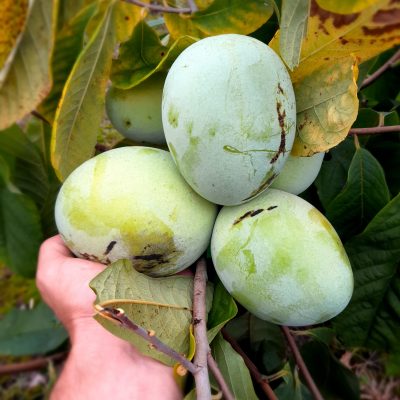 Pawpaw/roomappel Asimina triloba 'Benny's Favorit' NIEUW!! Spillen in 5Lpot, +/- 80/100cm