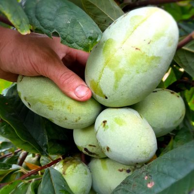 Pawpaw Asimina triloba 'KSU Atwood ™' NIEUW IN EU!80cm Spil 5Lpot