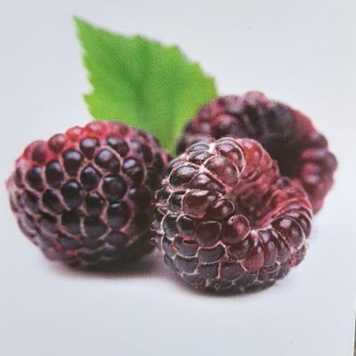 Paarse framboos, Rubus 'Glenn Coe' in p9pot
