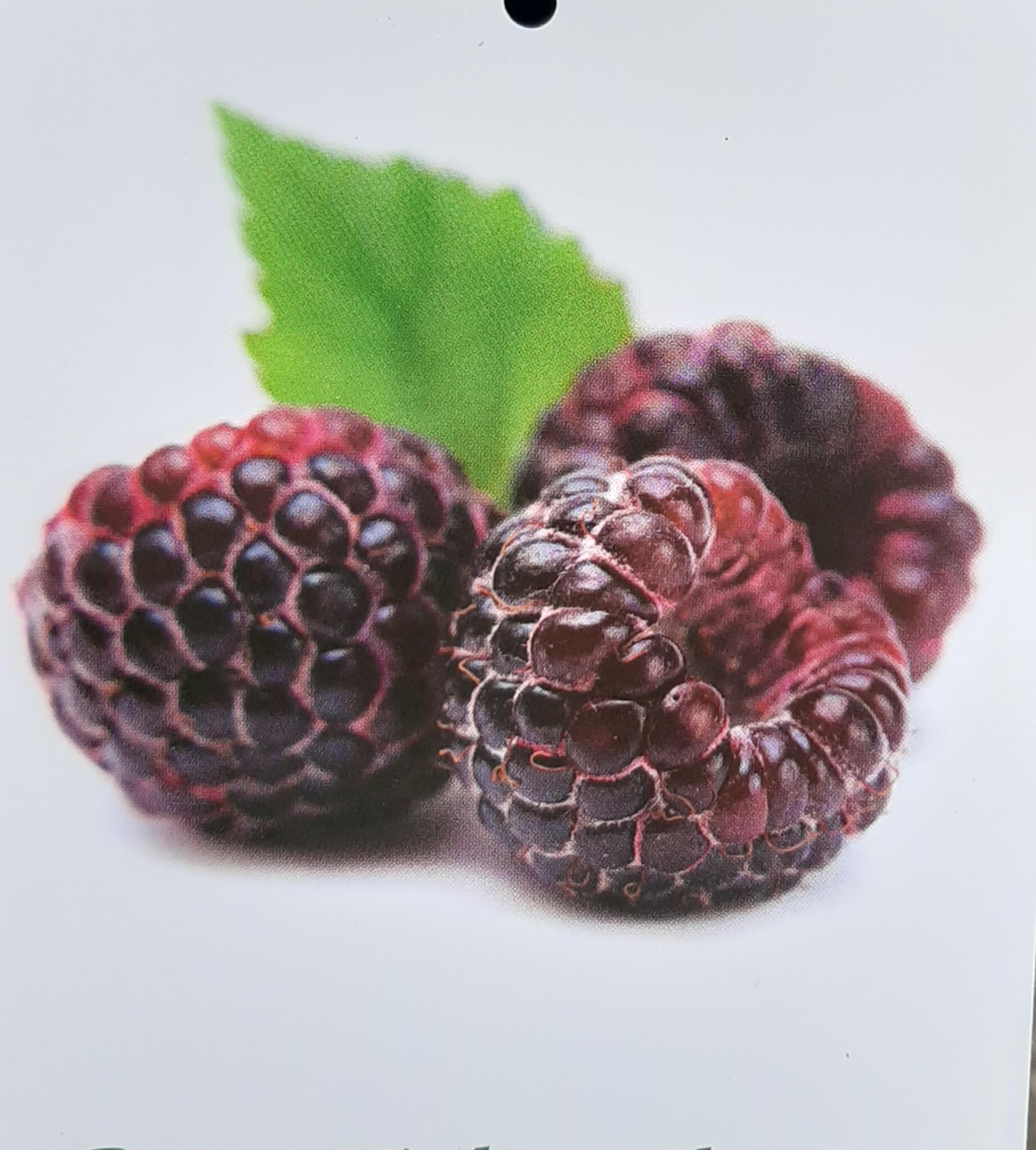 Paarse framboos, Rubus 'Glenn Coe' in p9pot