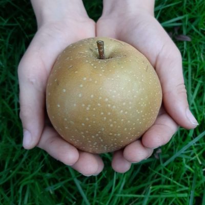 Nashipeer, Pyrus pyrifolia'Chojuro' Spillen uit de volle grond