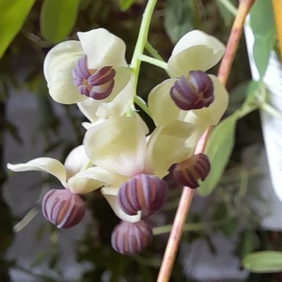 Chocoladerank, Akebia quinata 'Silver Bells' 100 cm+ Mooie planten!