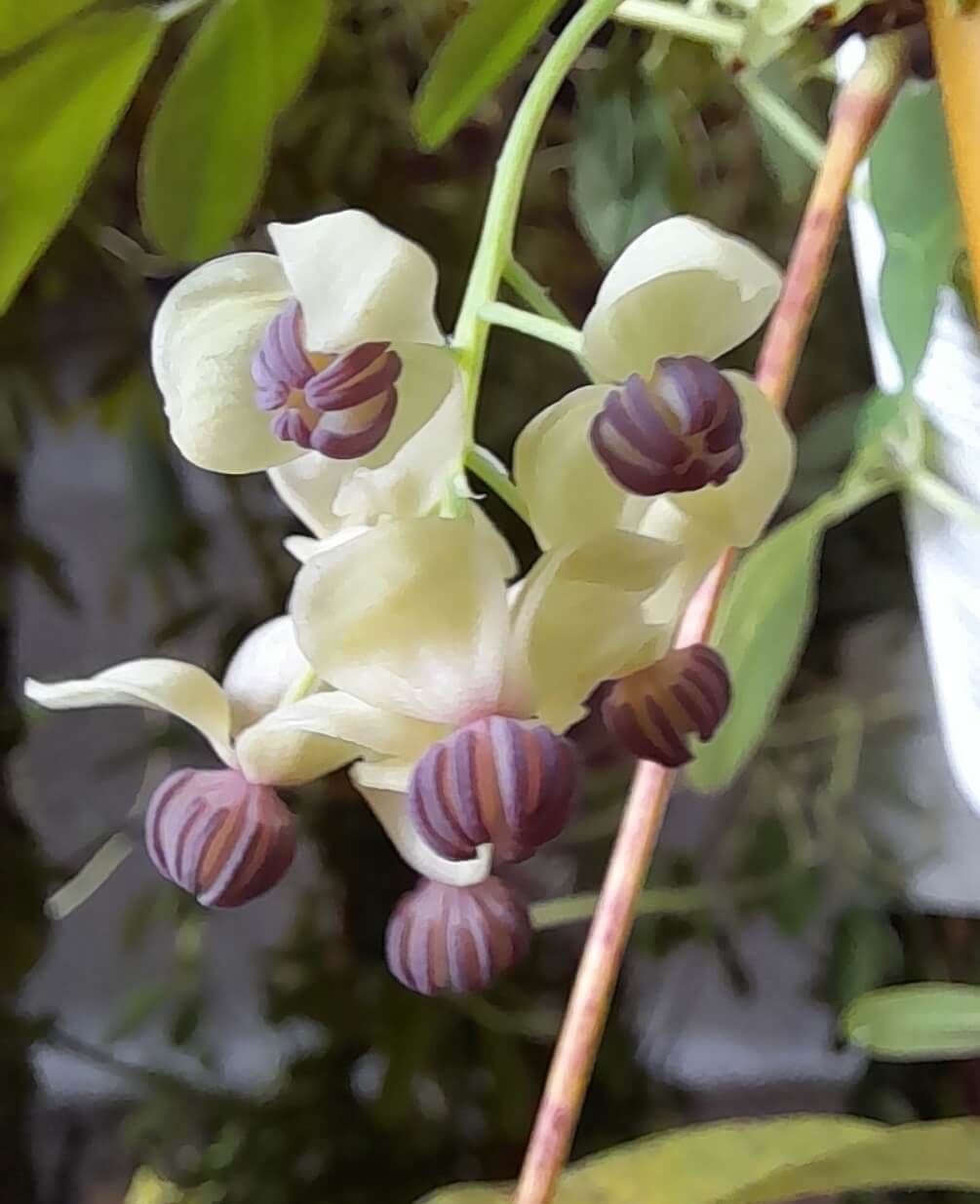 Chocoladerank, Akebia quinata 'Silver Bells' 100 cm+ Mooie planten!