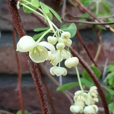 schijnaugurk, Akebia quinata 'Alba' 100 cm+ Mooie planten!!