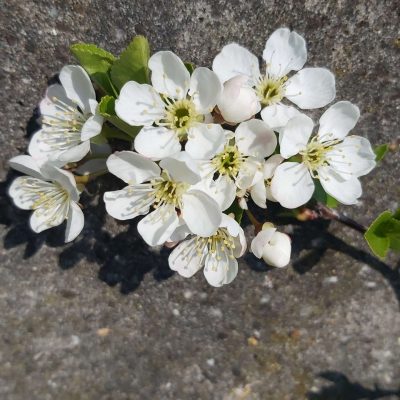 Prairiekers, Prunus cerasus x fruticosa 'Carmine Jewel' Planten in 1,8Lpot