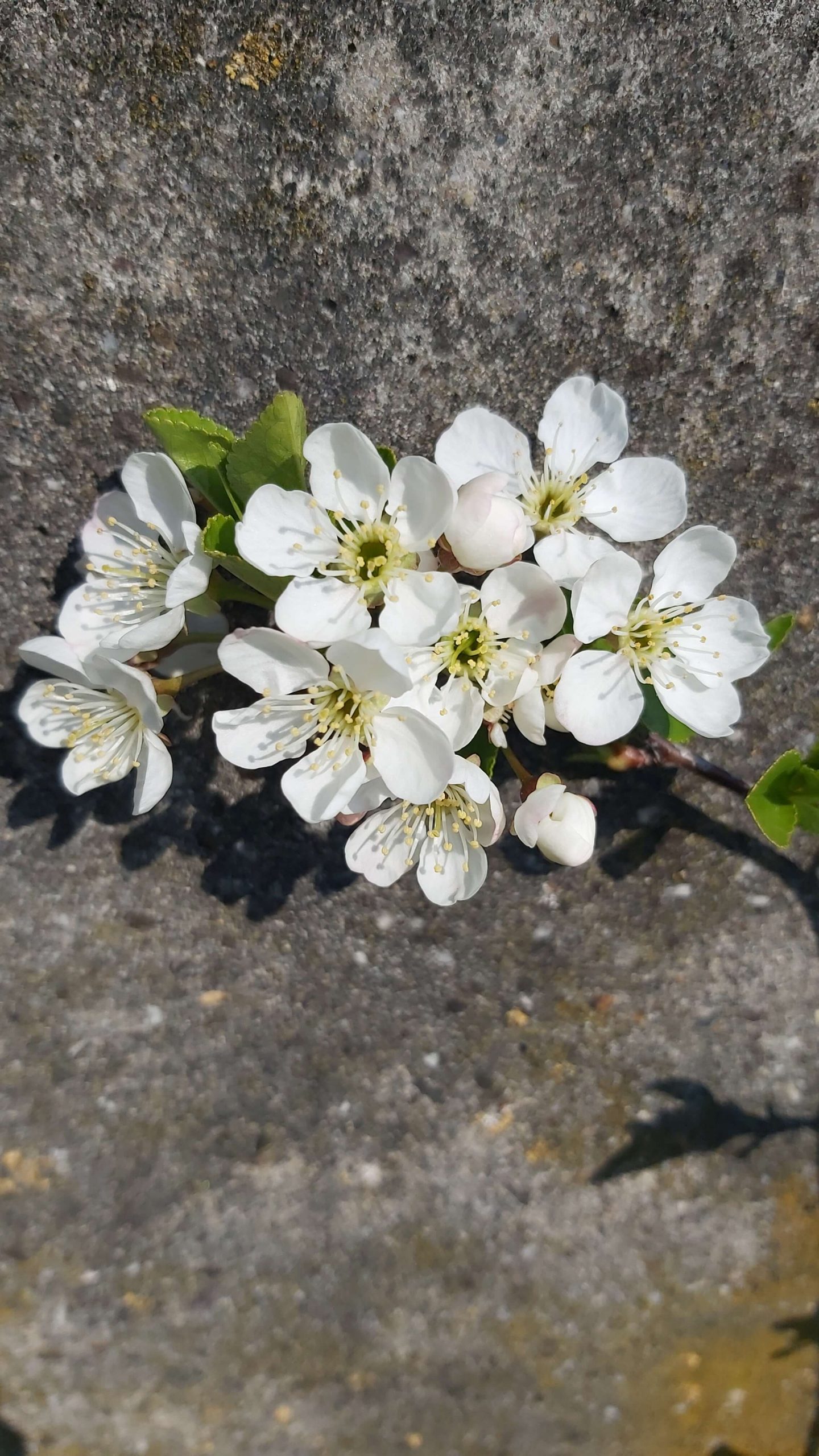 Prairiekers, Prunus cerasus x fruticosa 'Carmine Jewel' Planten in 1,8Lpot