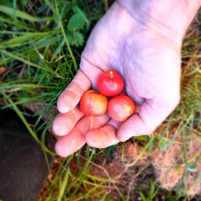 Grootvruchtige rode meidoorn Crataegus pinnatifada 'Big Ball' jone spil in 3Lpot op biowijze gekweekt
