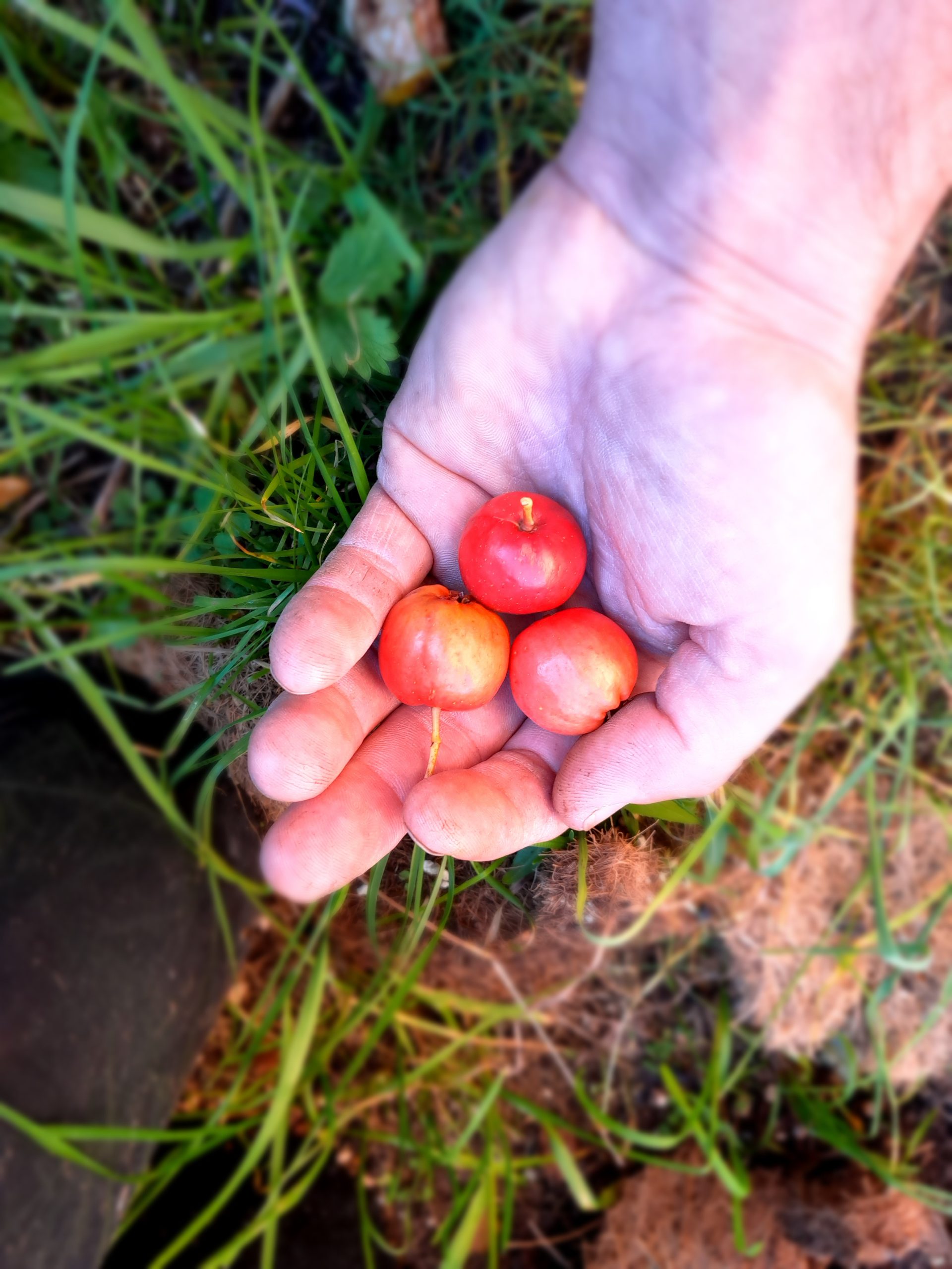Grootvruchtige rode meidoorn Crataegus pinnatifada 'Big Ball' jone spil in 3Lpot op biowijze gekweekt