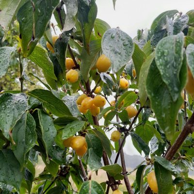 Grootvruchtige kornoeljekers, Cornus mas 'Jantarnyl' Tropisch en productief! (spillen in 2L pot,