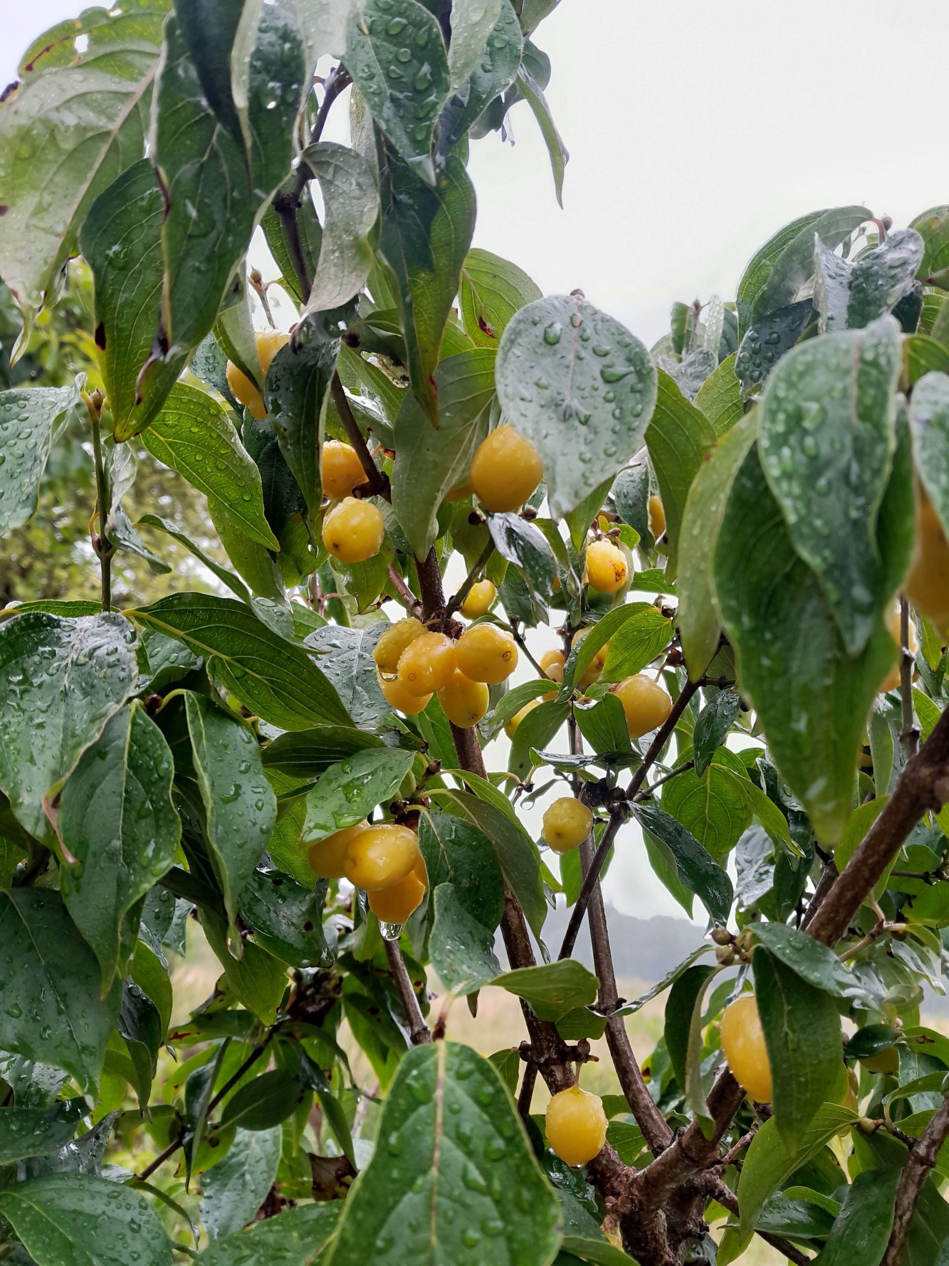 Grootvruchtige kornoeljekers, Cornus mas 'Jantarnyl' Tropisch en productief! (spillen in 2L pot,