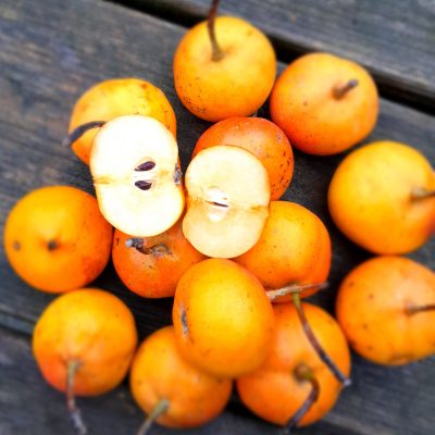 Shipova peer, x Sorbopyrus auriculata 'Shipova' Zeldzaam en waanzinnig smakelijk! (2 jarige spil volle grond kale wortel )'